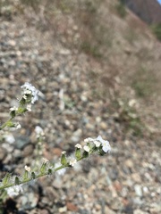 Cryptantha intermedia intermedia