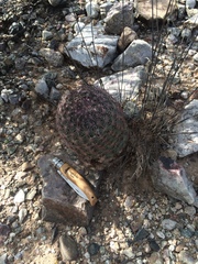Echinomastus erectocentrus erectocentrus