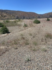 Cryptantha intermedia intermedia
