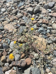 Chaenactis glabriuscula heterocarpha