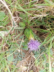 Carthamus mitissimus