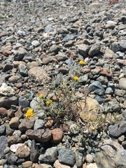 Chaenactis glabriuscula heterocarpha