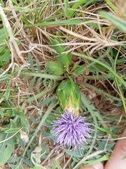 Carthamus mitissimus