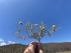 Chaenactis glabriuscula heterocarpha