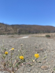 Chaenactis glabriuscula heterocarpha