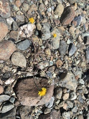 Chaenactis glabriuscula heterocarpha