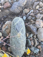 Chaenactis glabriuscula heterocarpha