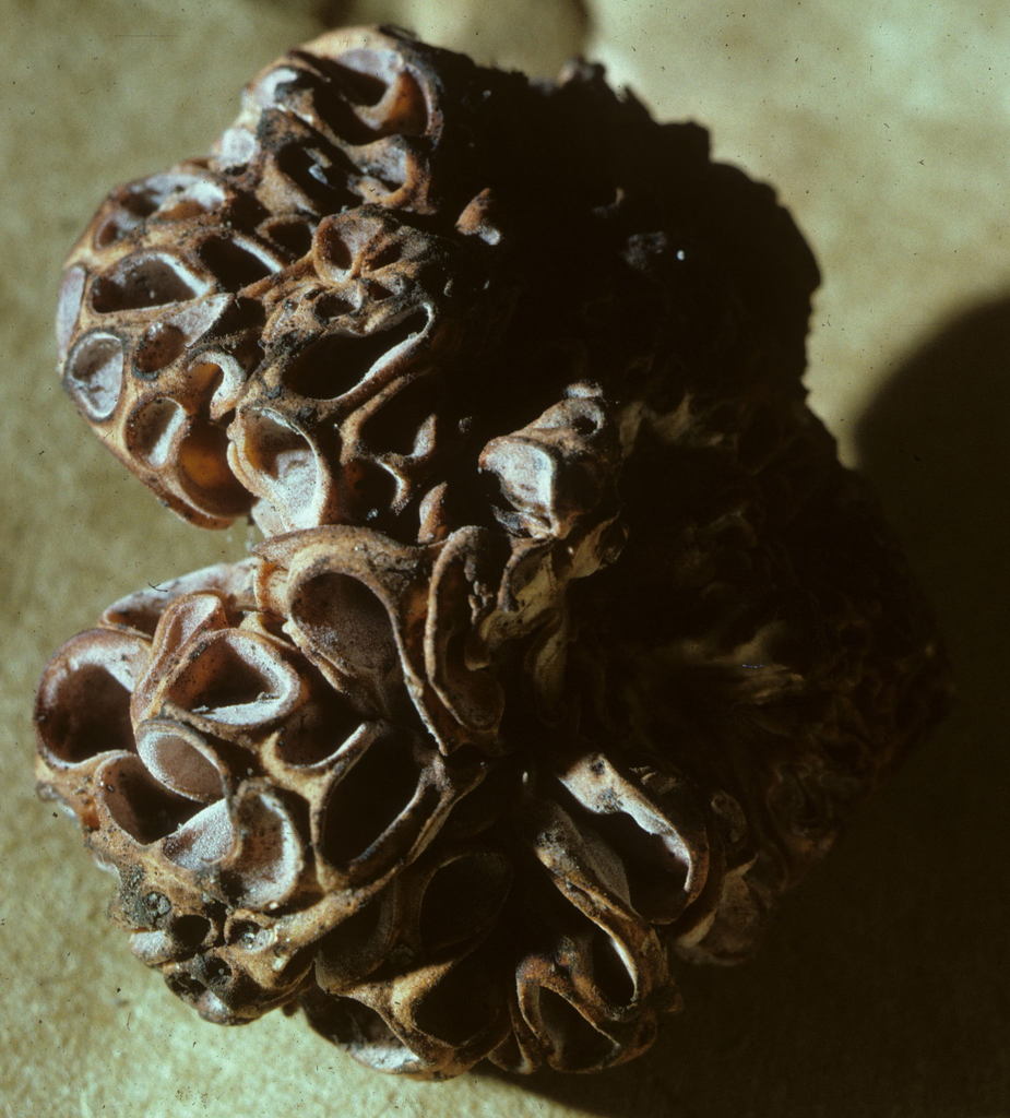 Wynnea sparassoides