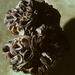 Wynnea sparassoides - Photo (c) mycowalt, algunos derechos reservados (CC BY-SA), subido por mycowalt