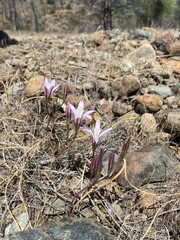Brodiaea rosea rosea