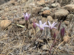 Brodiaea rosea rosea