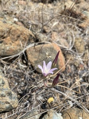 Brodiaea rosea rosea