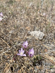 Brodiaea rosea rosea
