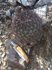 Echinomastus erectocentrus erectocentrus
