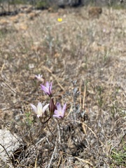 Brodiaea rosea rosea