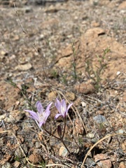 Brodiaea rosea rosea