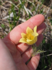 Pulsatilla albana