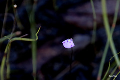 Utricularia uniflora