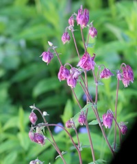 Aquilegia atrata