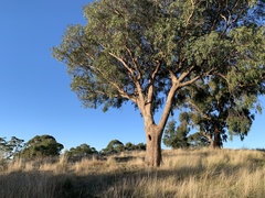 Eucalyptus radiata