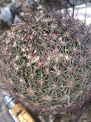 Echinomastus erectocentrus erectocentrus