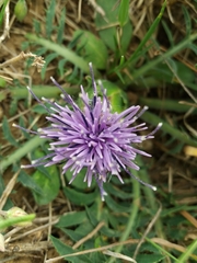 Carthamus mitissimus