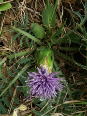 Carthamus mitissimus