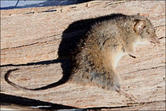 Antechinus agilis