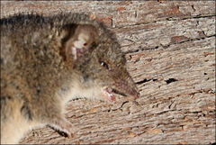 Antechinus agilis