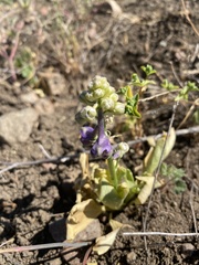 Delphinium uliginosum