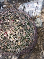 Echinomastus erectocentrus erectocentrus