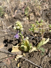 Delphinium uliginosum