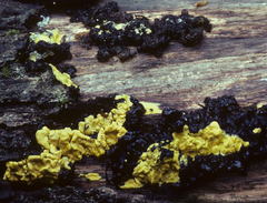 Trichoderma sulphureum image