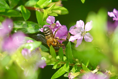 Megachile laticeps