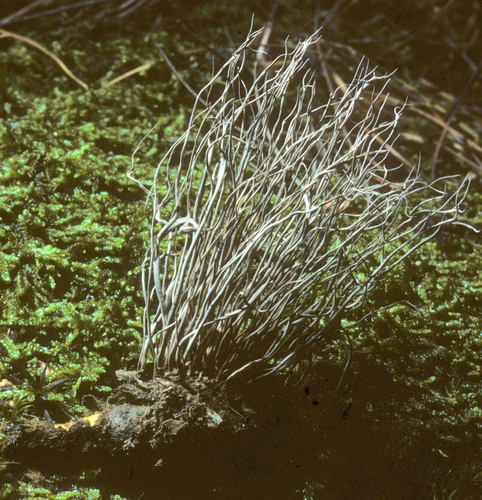 Hirsutella stylophora image