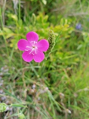 Dianthus pungens