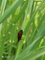Hagenella clathrata
