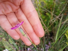 Dianthus pungens