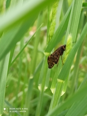 Hagenella clathrata
