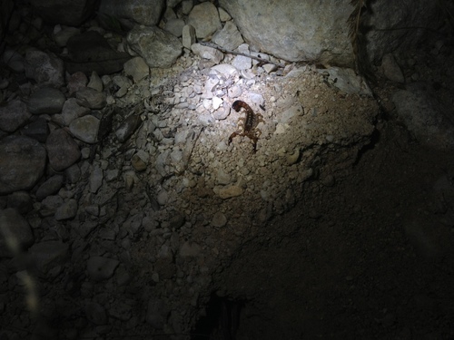 Chihuahuanus bilineatus