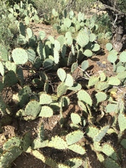 Opuntia engelmannii engelmannii