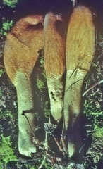 Trichoderma alutaceum image