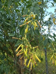 Nicotiana glauca