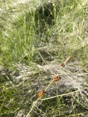 Carex serratodens