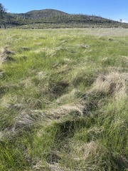 Carex serratodens
