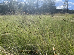 Carex serratodens