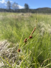 Carex serratodens