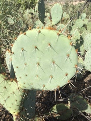 Opuntia engelmannii engelmannii