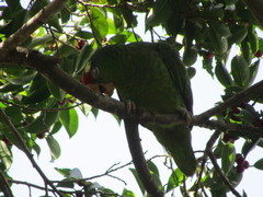 Amazona viridigenalis image