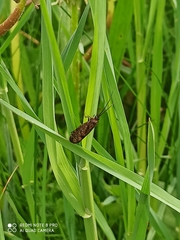 Hagenella clathrata